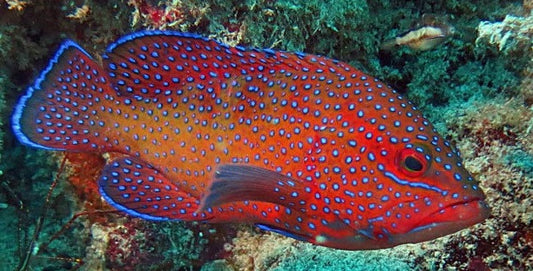 West African Blue Dot Grouper | Cephalopholis taeniops-7-8"