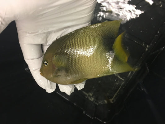 Africanus Angelfish (6" streamer Male)
