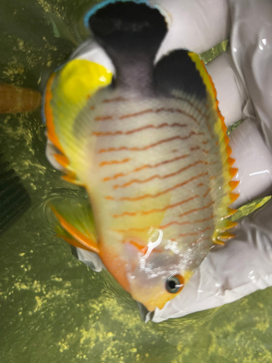 Hybrid Tigerpyge Angel (3”)