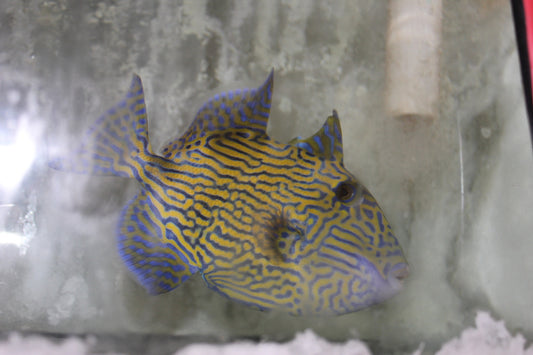 Blue Line (Fuscus) Triggerfish-(6")