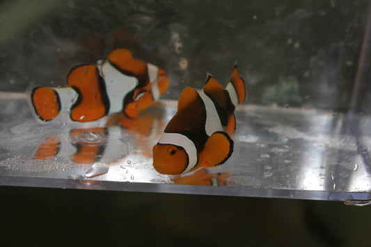 True Percula Clownfish-Bonded Pair