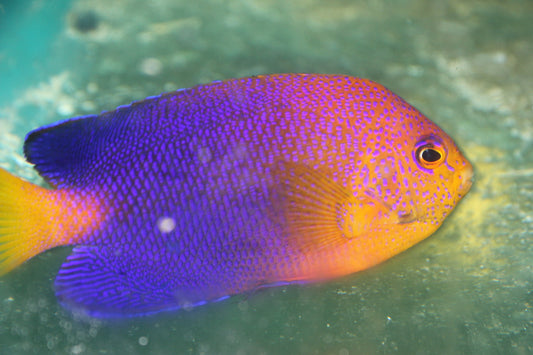 Interruptus Angel | Centropyge interruptus (3-4")