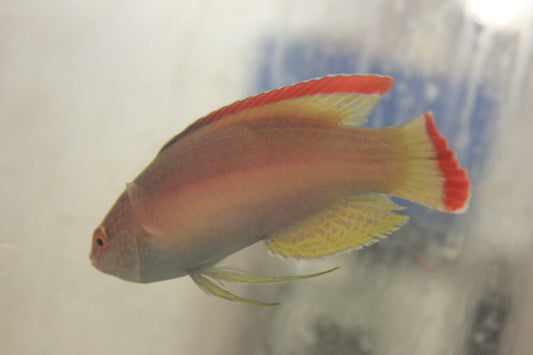 Pink Margin Fairy Wrasse-4"   male