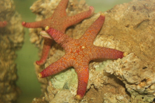 Red w Yellow Tip Fromia