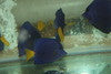 Purple Tang | Zebrasoma xanthurus  | 4-5”