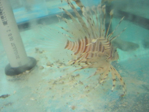 Volitan Lionfish 5-6"