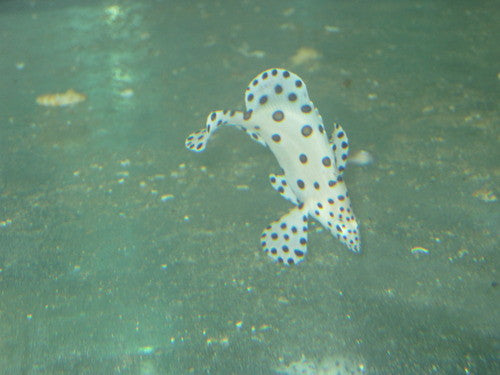 Panther Grouper-3-4”