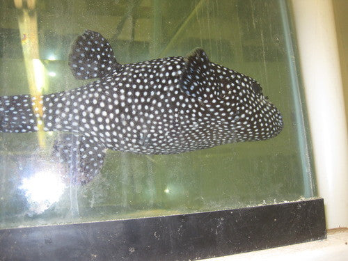 Guinea Fowl Puffer (11")