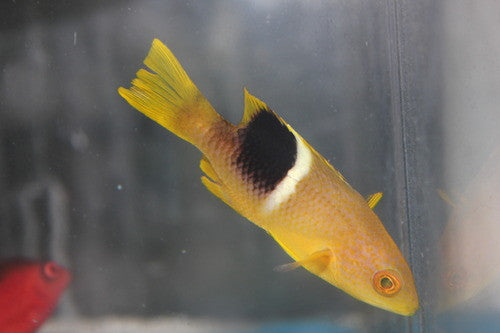 Goldspot Hogfish (Bodianus Peredito)