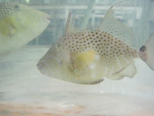 Golden Heart Trigger (8-10")
