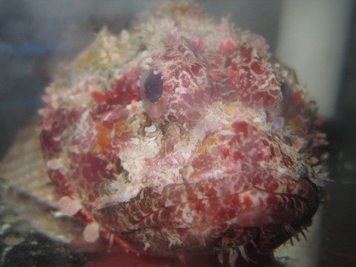 Red Scorpionfish (West Africa)-8"+