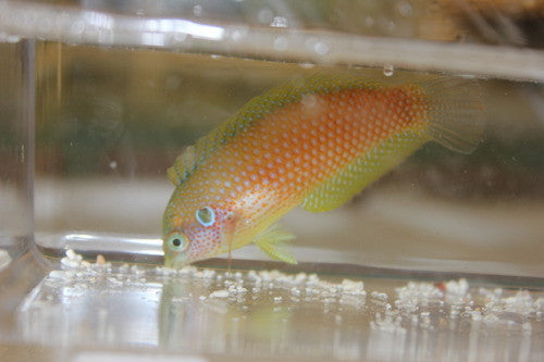 Kuiter's Leopard Wrasse (Macropharyngodon kuiteri)