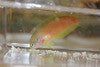 Kuiter's Leopard Wrasse (Macropharyngodon kuiteri)