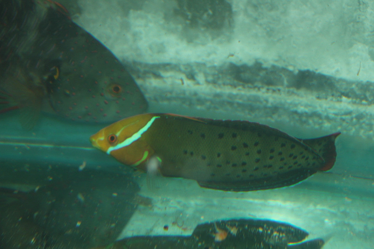 Formosa Coris Wrasse (12")