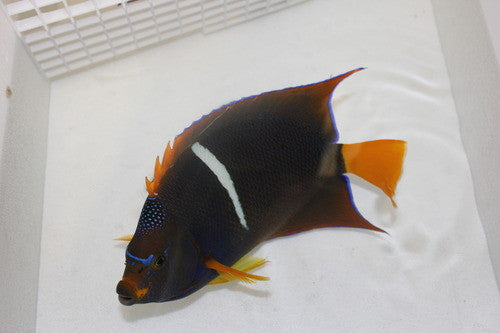 Passer Angel (Holacanthus passer) (5")