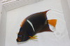 Passer Angel (Holacanthus passer) (6-7")