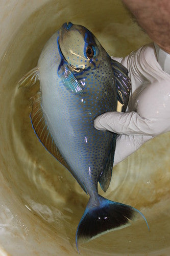 Vlamingi Tang (10-12" Streamer male)