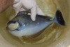Vlamingi Tang (12" Streamer male)