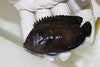 Blue Finned Pygmy Angel
