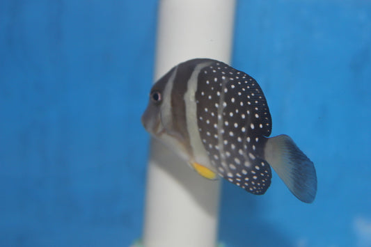 Mustard (Guttatus) Tang-(6")