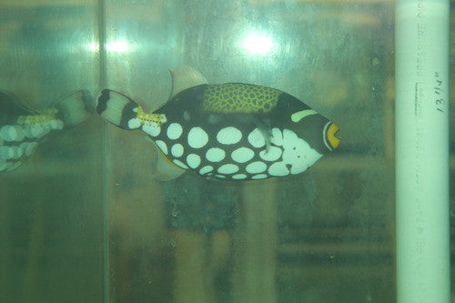 Clown Trigger | Balistoides conspicillum (8" Christmas Island)