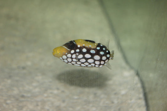 Clown Trigger | Balistoides conspicillum (1.5" Juv)