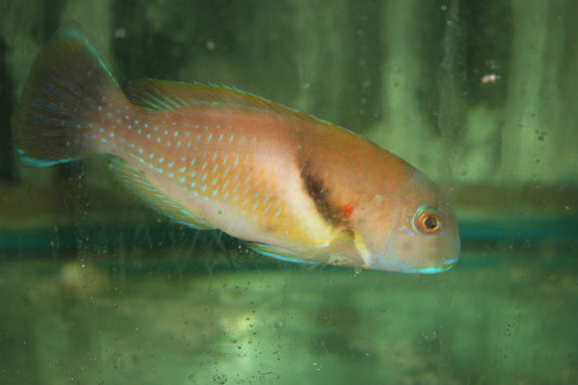 Scarbreast Tuskfin | Choerodon azurio (6")