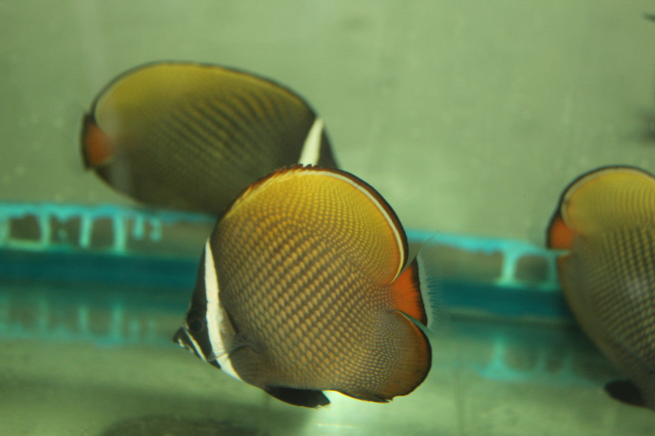 Collare (Pakistani) Butterflyfish -5-6"