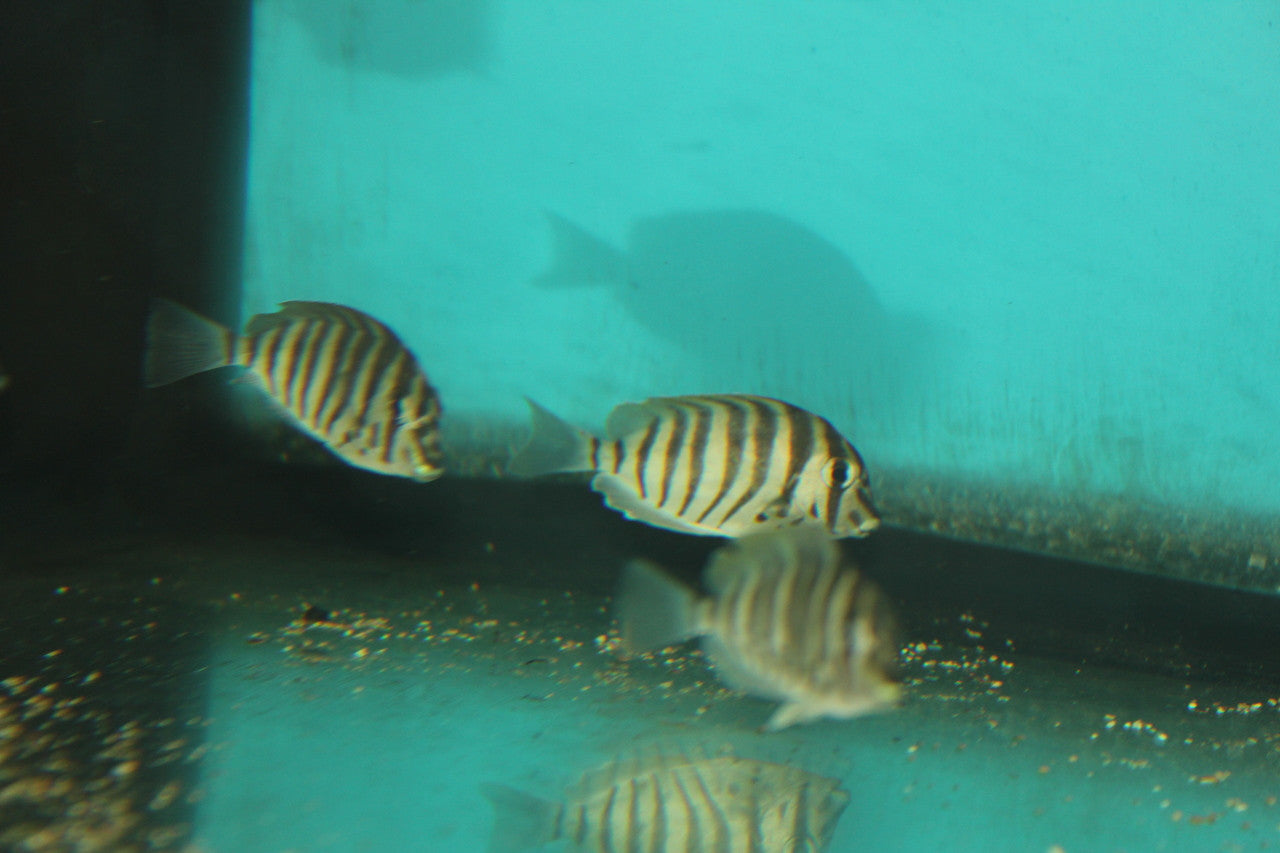 3-4" Mauritius Zebra Tang | Acanthurus Polyzona