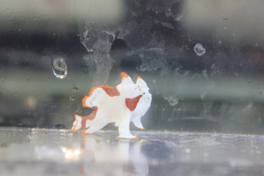 Wartskin Anglerfish 2”(white)