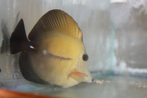 Scopas Tang