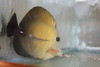Scopas Tang