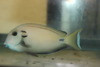 Tenneti Tang -(10" streamer male)