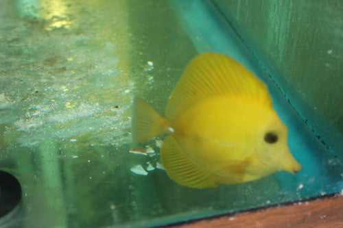 Yellow Scopas Tang (2-3")