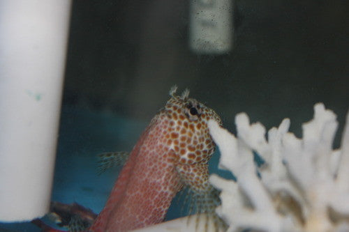 Red Sailfin Blenny (4-5")