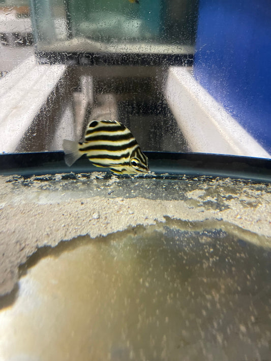 Stripey, Microcanthus strigatus (1-2")