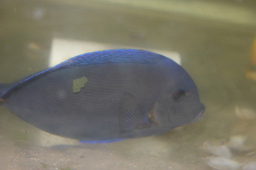Atlantic Blue Tang | Acanthurus coeruleus (8”)