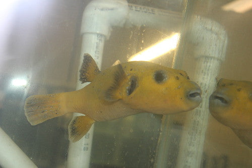 Golden Pufferfish -5-6"