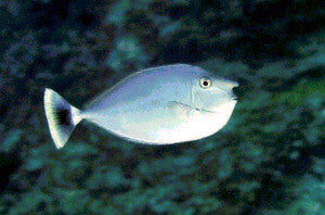 Unicorn Tang-4"