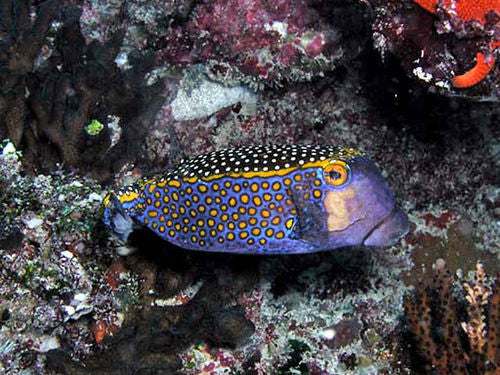 blue box puffer fish Burr Pufferfish Aquatic Collection Aquarium This Pufferfish Spotted Box Puffer Fish |