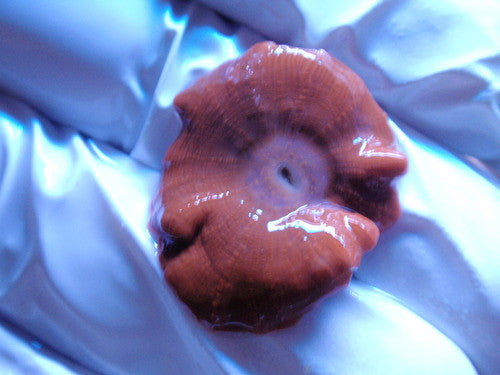 Mushrooms-Red