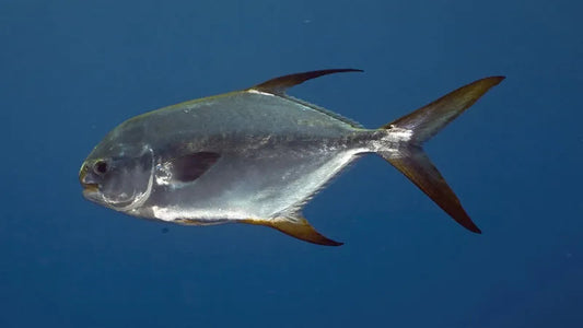 Pacific pompano (Peprilus simillimus)-4"