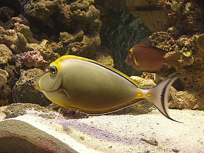Blonde Naso Tang (5-6")