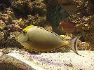 Blonde Naso Tang (5-6")