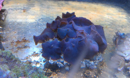 Blue Mushroom Colony
