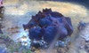 Blue Mushroom Colony