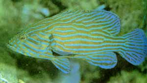 Blue Lined Grouper (6")