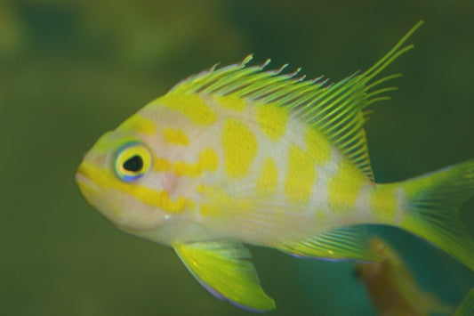 Borbonius Anthias | Odontanthias Borbonius | Blotchy Anthias 3-4"