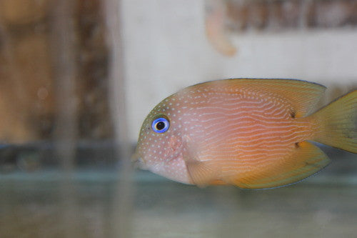 Striped Bristletooth Tang