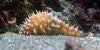 Hawaiian Tiger Tail Cucumber